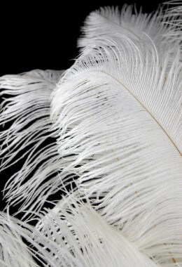 feathers ostrich drabs 4lb 20in