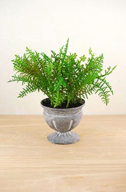 Ferns: Natural, Preserved, Artificial And Dried