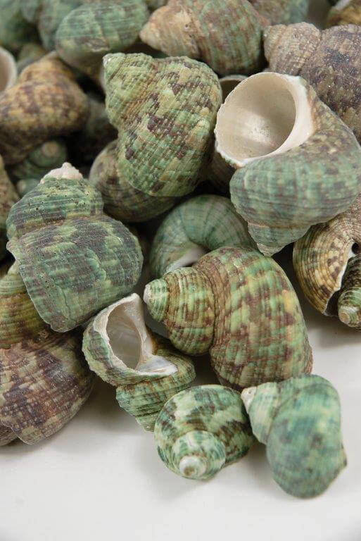 Turquoise Sea Shells 2 lb. Bag