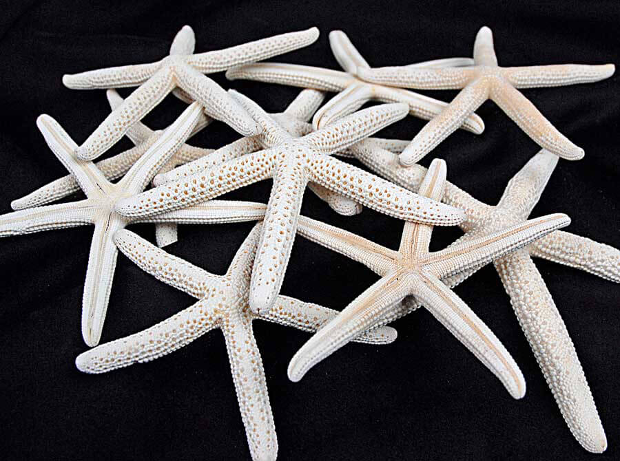 10 Starfish 4-6