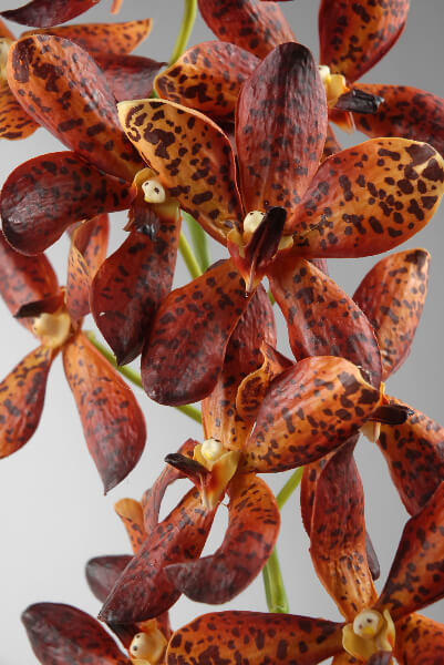 24 Artificial Orchids Orange Vandas   24 Artificial Orchids Orange Vandas 4 