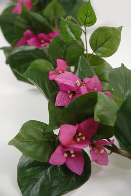 Azalea Bougainvilleas