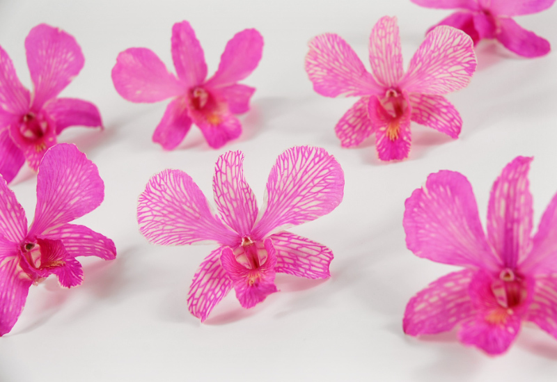 30 Preserved Bright Pink Orchid Flowers