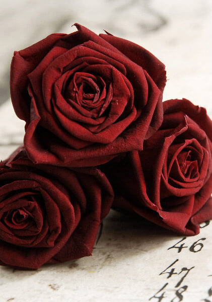 Download Preserved Roses 2.5in Red Burgundy (6 roses)