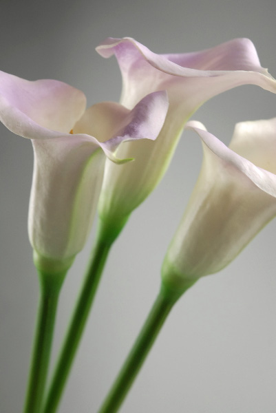 Real Touch Calla Lily Lilac & Cream 28" Tall