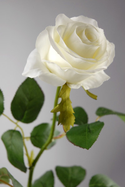 Cream White Long Stem Silk Roses 27"