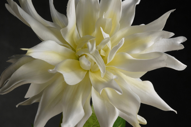 Large Silk Cream White Dahlia Flowers
