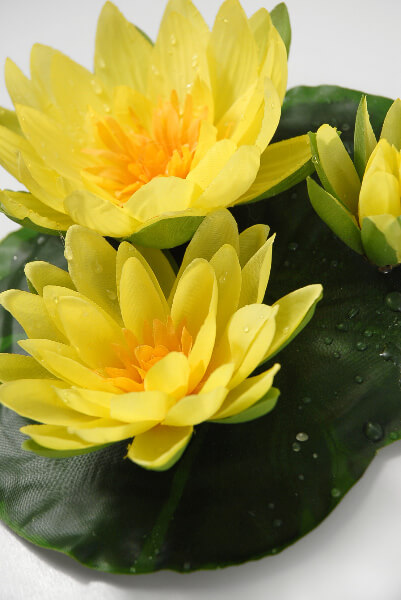 Floating Flowers Yellow Water Lilies (9