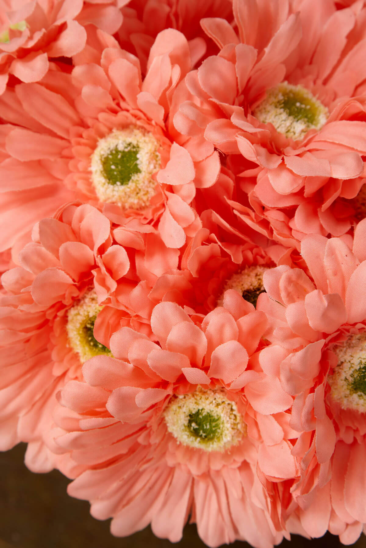 24 Peach Gerbera Daisy Flowers 9