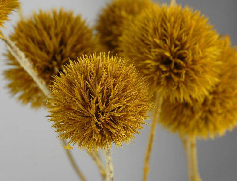 Preserved Aspen Yellow Thistle Stems (Pack of 10)