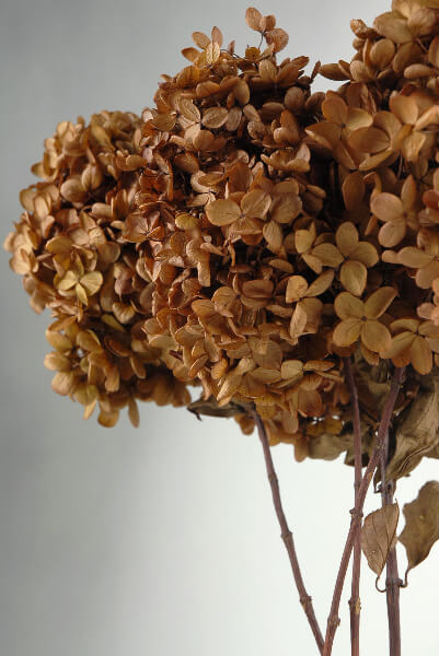 3 Stems of Natural Preserved Brown Hydrangeas Flowers