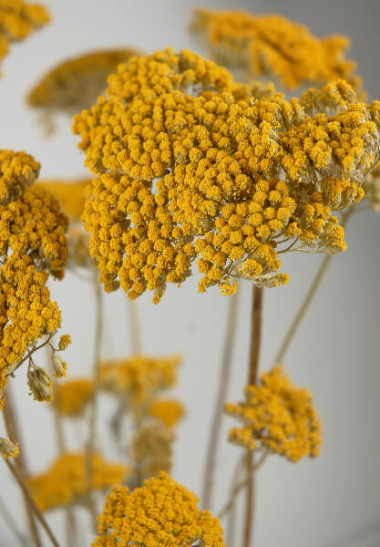 Yellow Natural Yarrow 10 stems