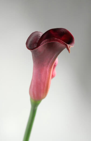 Natural Touch Burgundy Red Calla Lily Buds Flowers