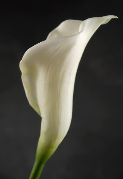 Artificial Calla Lily Cream