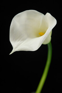 Natural Touch Flowers - Large Calla Lily Cream 28"