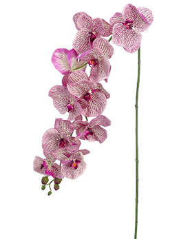 Orchids Flowers, Petals, Leis