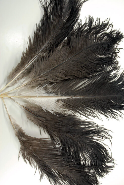 Ostrich Feathers 17in | 100 feathers