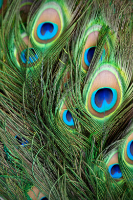 100 Peacock Eye Feathers 8-12in