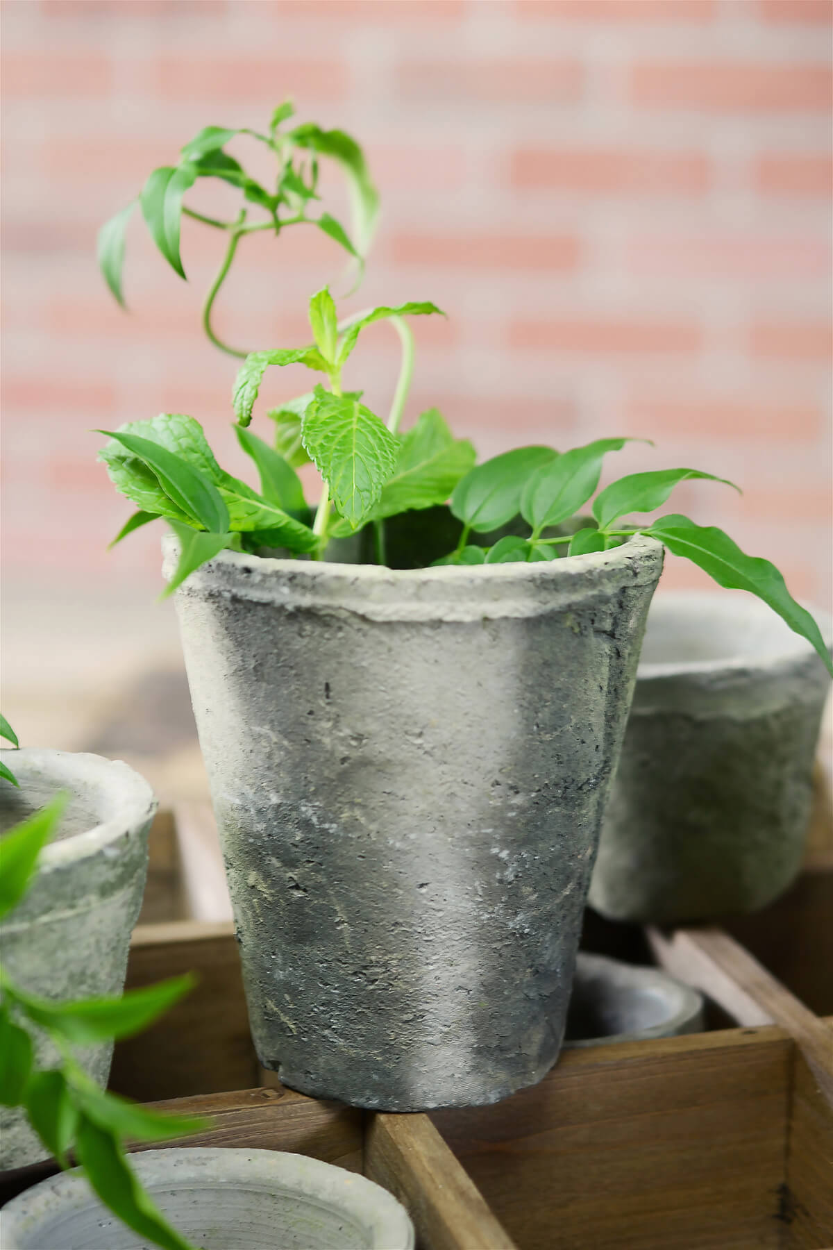 Rustic Cement Flower  Pots 4 1 2 Inch