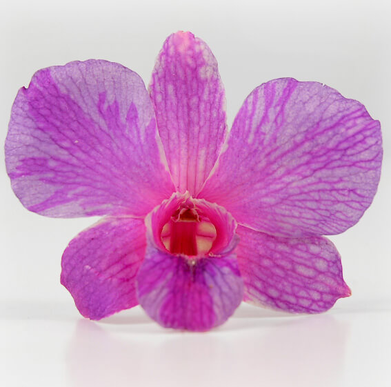 Orchid Petals Pink Preserved Each Petal 15in Long & 1in Wide