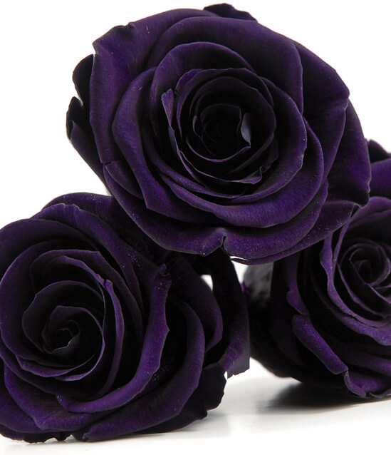 Preserved Roses 2 5in Purple 6 Roses