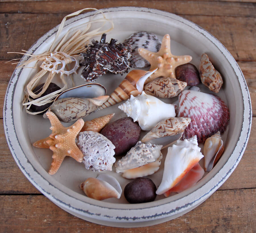 Assorted Shells, Starfish, River Rocks, Tropical Collection