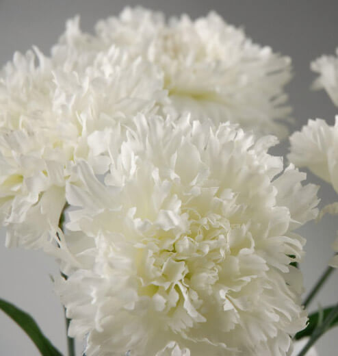 One Dozen White Silk Carnations