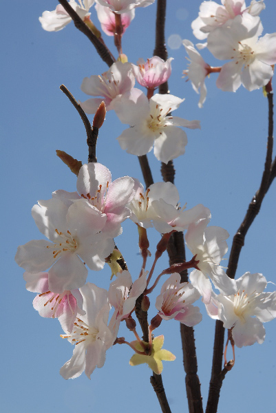 Tall Silk Pink Cherry Blossom Branches 42in