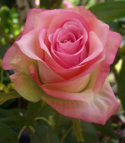 pink rose roses stem silk tone confetti spray stems