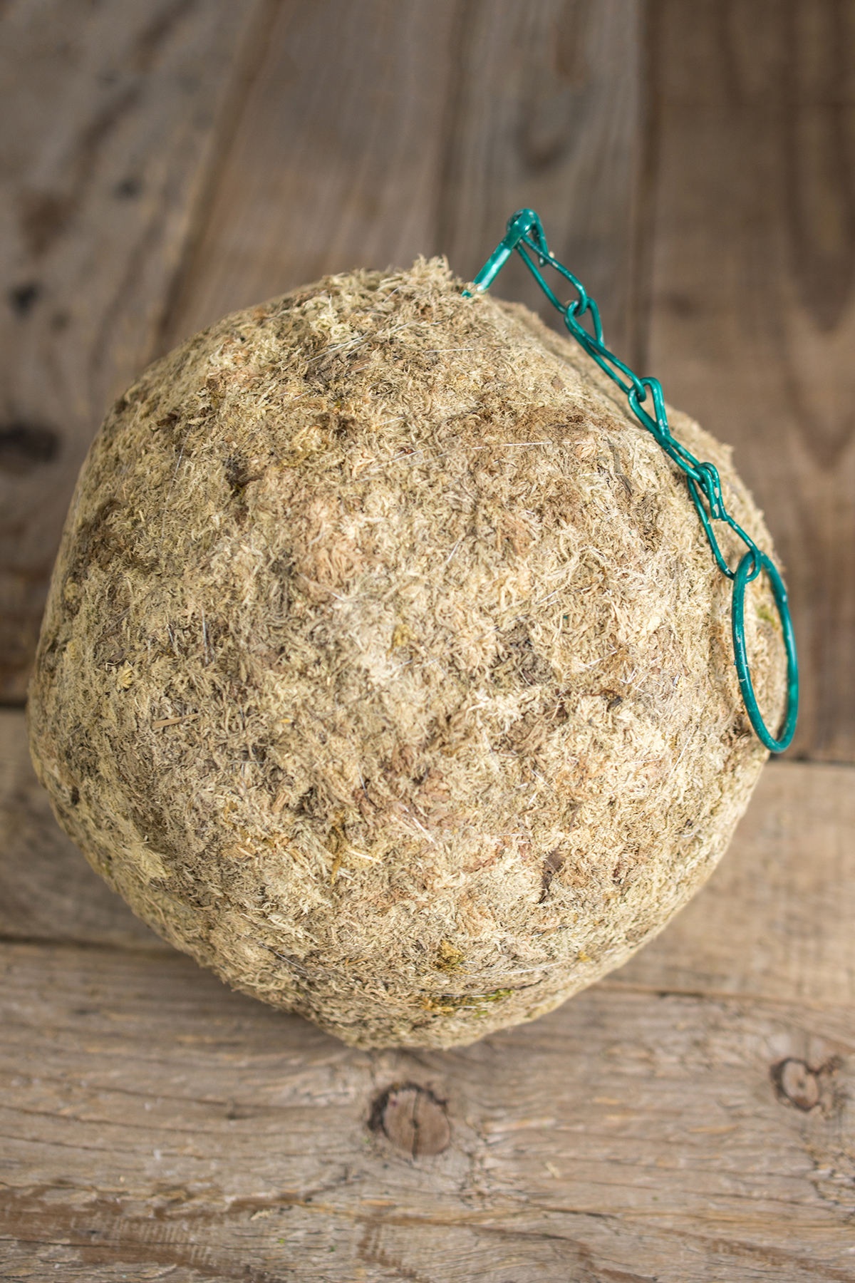 Kokedama Sphagnum Moss Ball 7 Inch Hanging