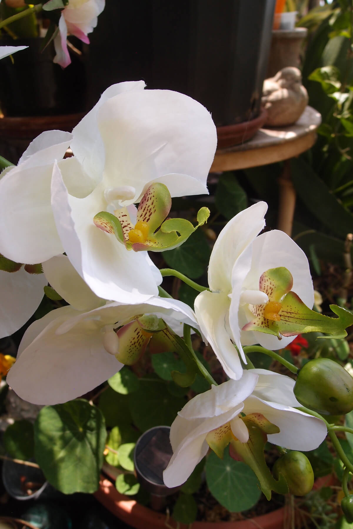 Phalaenopsis Orchid Spray Cream & Yellow Highlights - 33