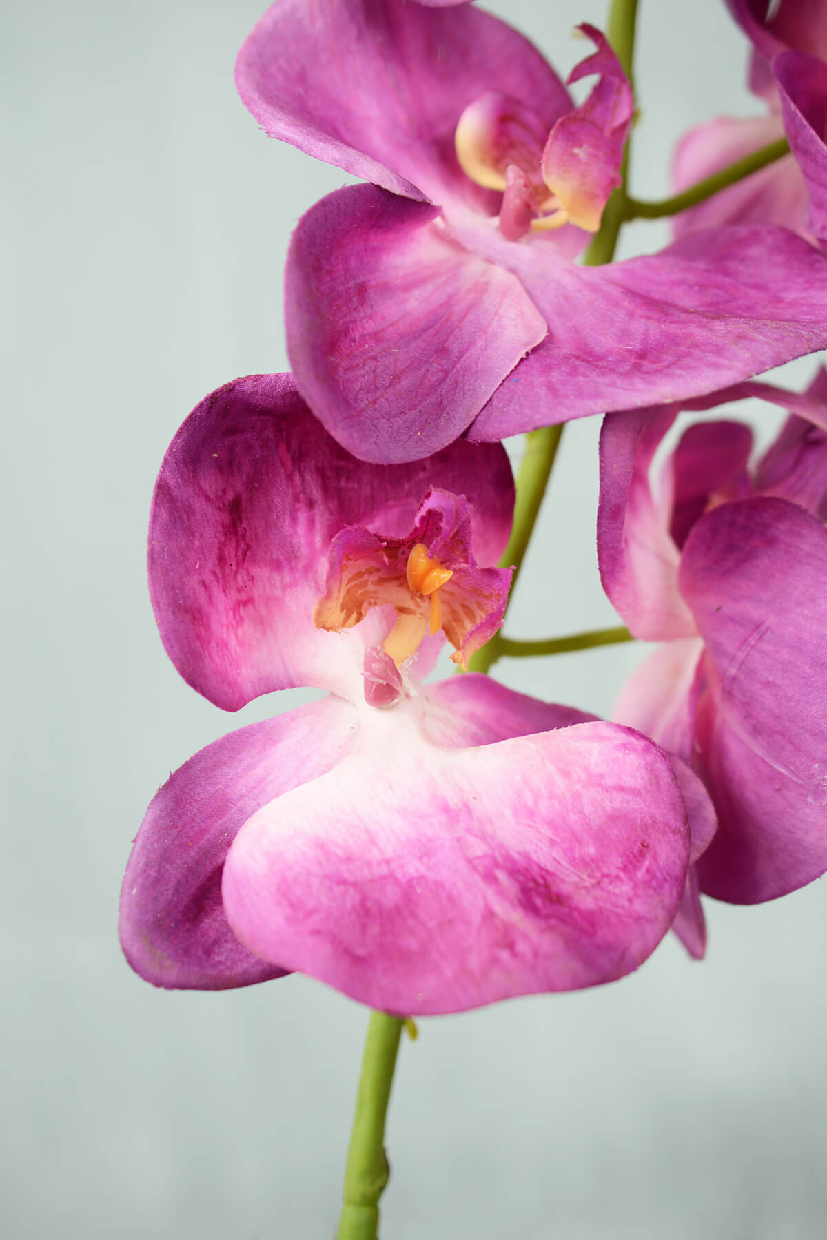 Phalaenopsis Orchid Spray Hanging Orchid Stem