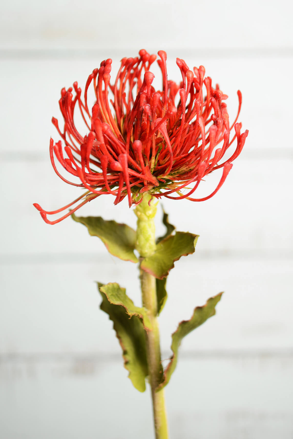 Artificial Protea Flower Red & Orange