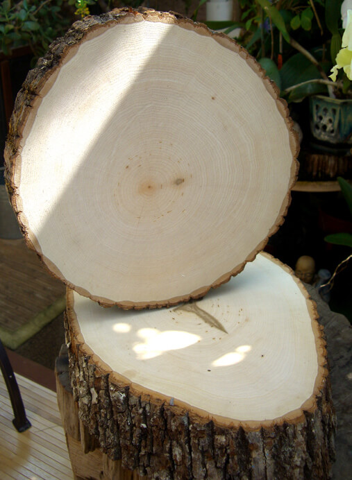 Tree Slice - Large 9-12" x 1" thick