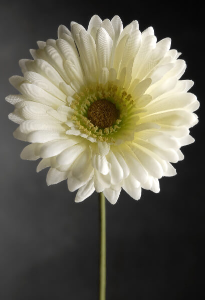 One Dozen White Gerbera Daisies